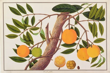 Booah Jebba, aus Zeichnungen von Pflanzen aus Malakka, ca. 1805-18
